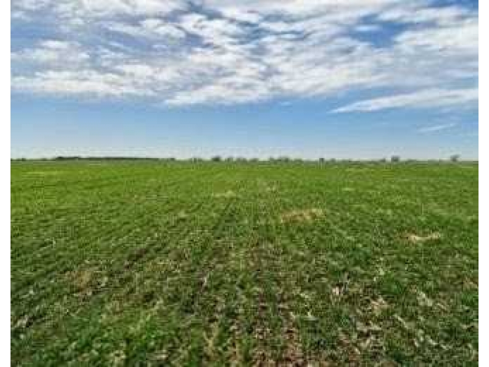 CAMPO 193 HECTAREAS, MIXTO, CROTTO, BUENOS AIRES, ARGENTINA - 3