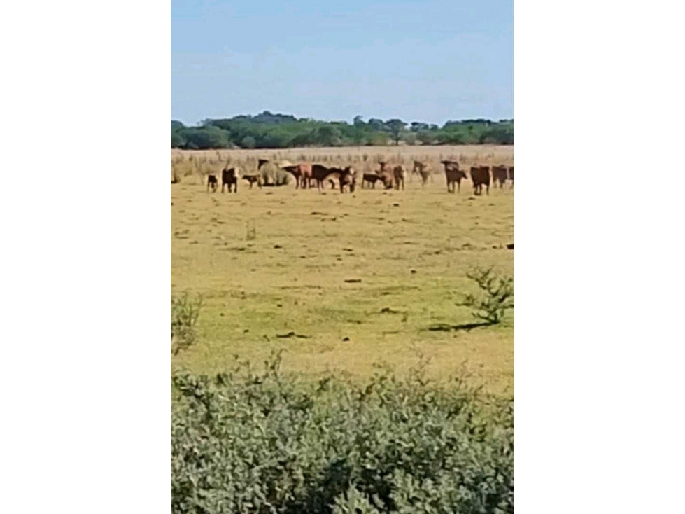 CAMPO 155 HECTAREAS, MIXTO,PERGAMINO, BUENOS AIRES, ARGENTINA - 1