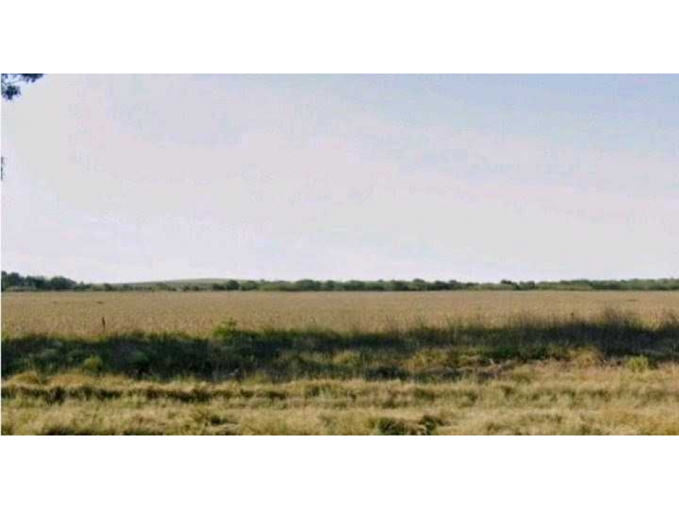 CAMPO 158 HAS, AGRICOLA, CHAJAN, RIO CUARTO, CORDOBA, ARGENTINA - 1