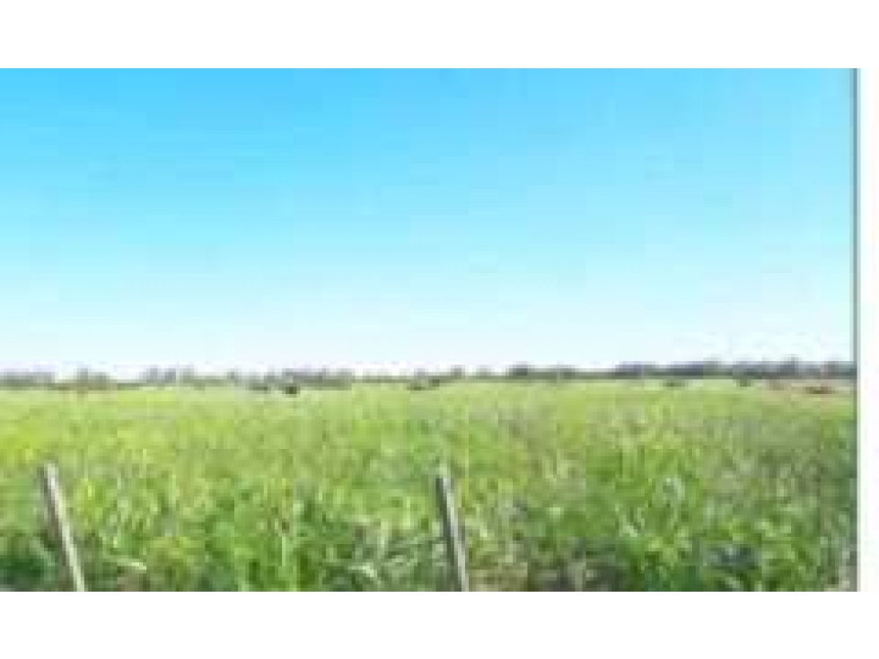 CAMPO 160 HAS AGRICOLAS, CHIVILCOY, PCIA.BUENOS AIRES, ARGENTINA - 2