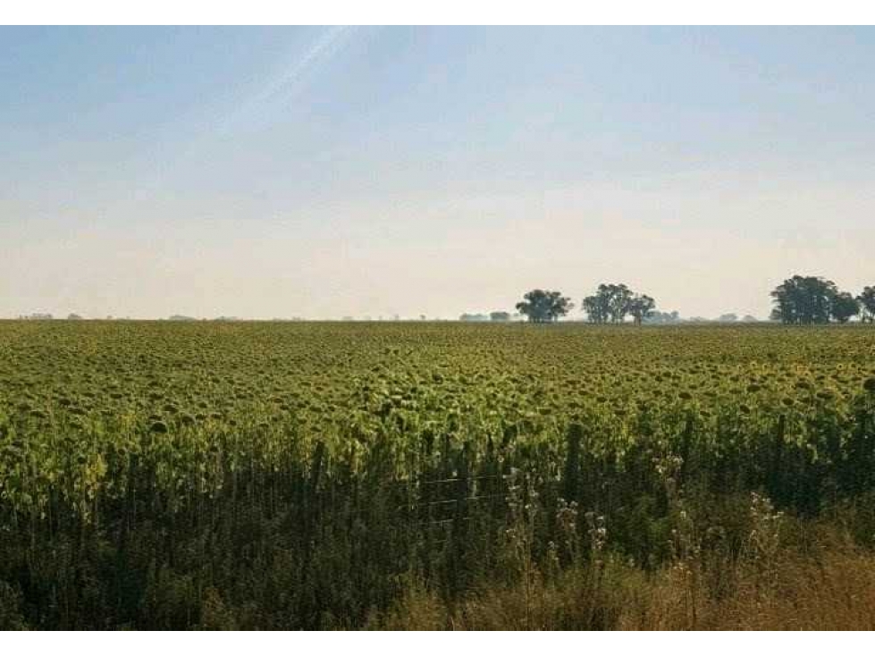 CAMPO 1698 HECTAREAS, MIXTO, BOLIVAR, BUENOS AIRES, ARGENTINA - 2