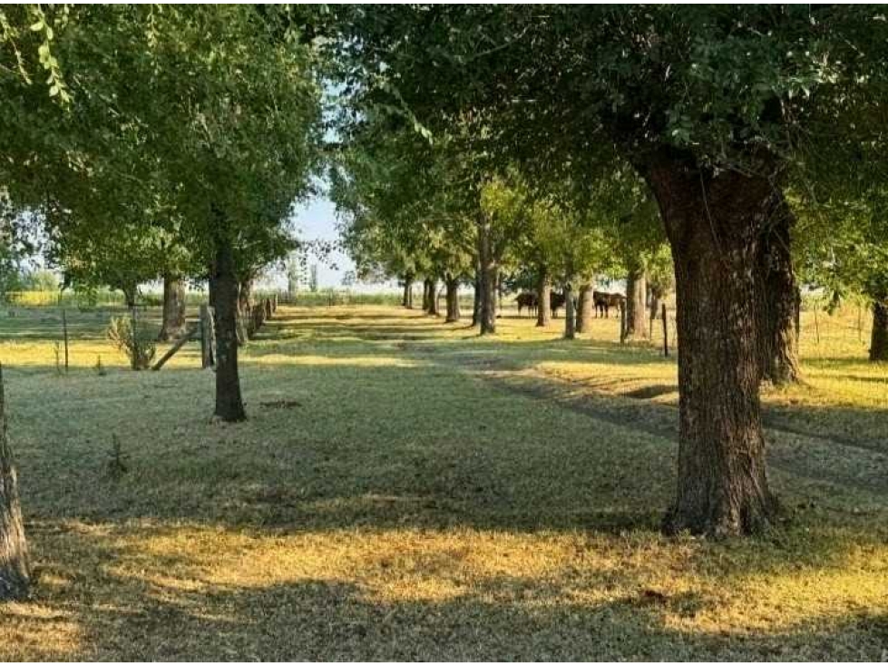 CAMPO 1698 HECTAREAS, MIXTO, BOLIVAR, BUENOS AIRES, ARGENTINA - 3