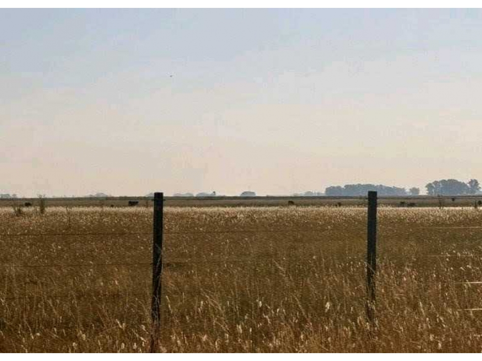 CAMPO 1698 HECTAREAS, MIXTO, BOLIVAR, BUENOS AIRES, ARGENTINA - 4