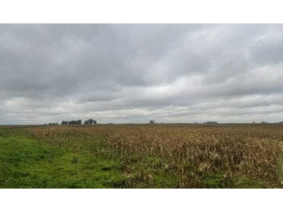 CAMPO 1700 HECTAREAS, MIXTO, GENERAL ALVEAR, BUENOS AIRES, ARGENTINA - 2