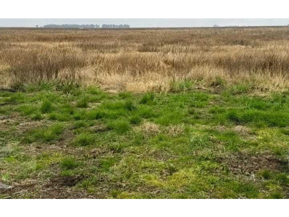 CAMPO 1700 HECTAREAS, MIXTO, GENERAL ALVEAR, BUENOS AIRES, ARGENTINA - 3
