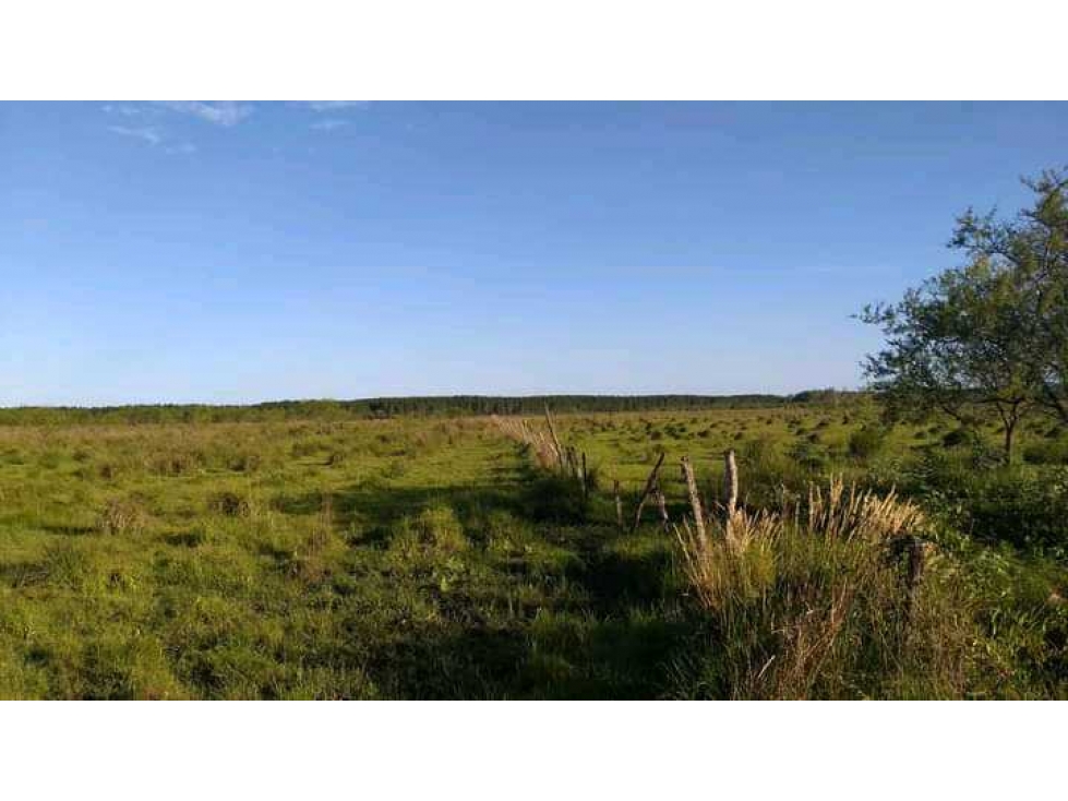 CAMPO CONCORDIA 343 HAS, ENTRE RIOS,ARGENTINA - 2