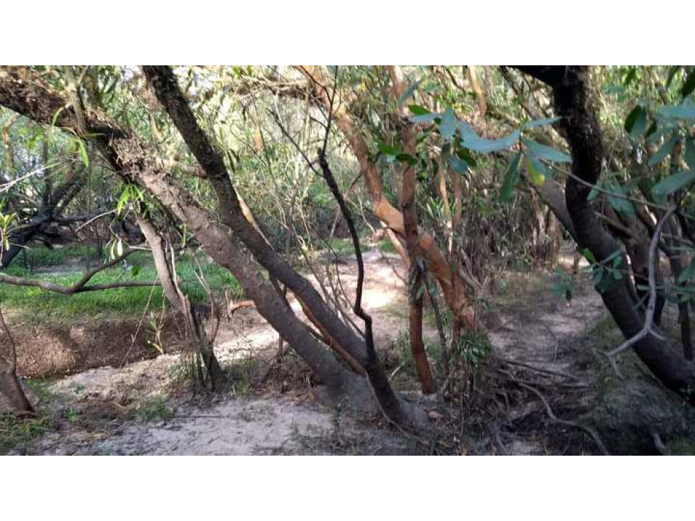 CAMPO CONCORDIA 343 HAS, ENTRE RIOS,ARGENTINA - 5