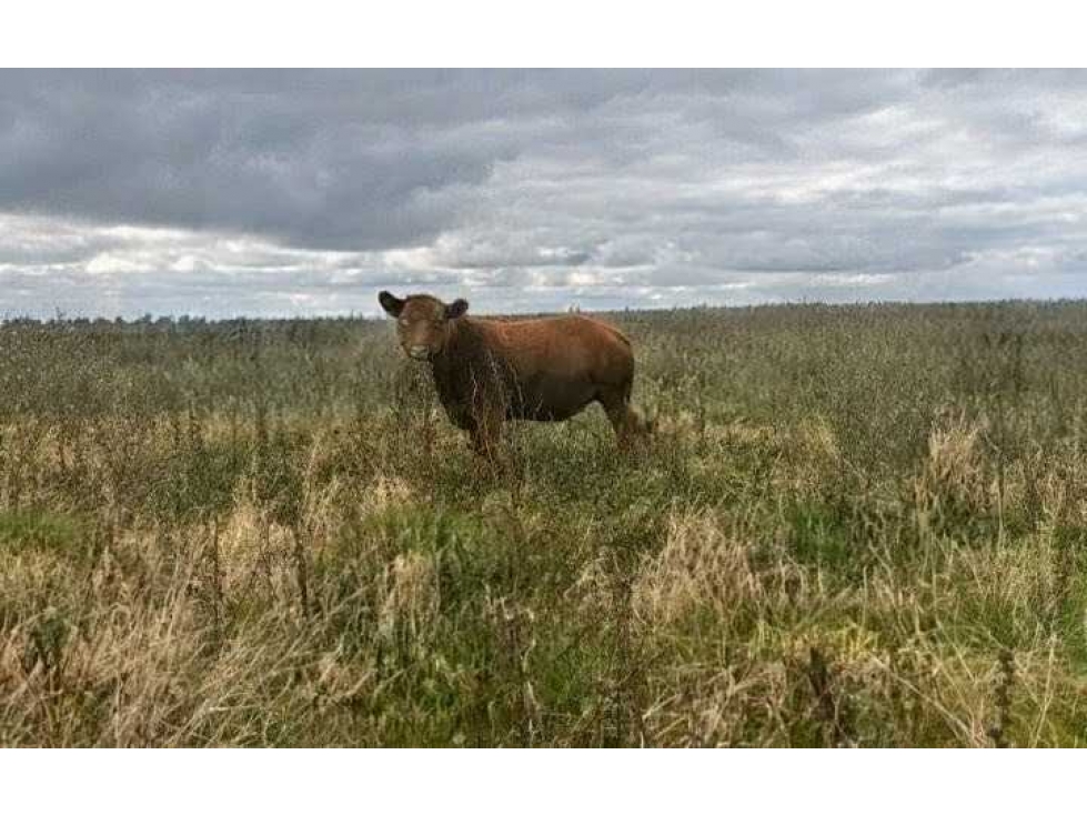 CAMPO 176 HECTAREAS, MIXTO, ROQUE PEREZ, BUENOS AIRES, ARGENTINA - 2