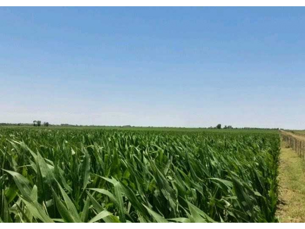 CAMPO 177 HECTAREAS, MIXTO, PERGAMINO, BUENOS AIRES, ARGENTINA - 2