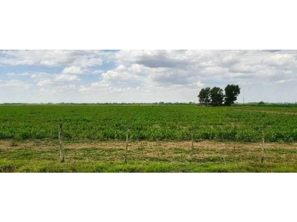 CAMPO 177 HECTAREAS, MIXTO, PERGAMINO, BUENOS AIRES, ARGENTINA - 4