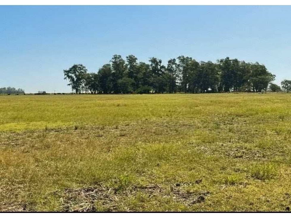 CAMPO 178 HECTAREAS, MIXTO, HALE, BOLIVAR, BUENOS AIRES, ARGENTINA - 1