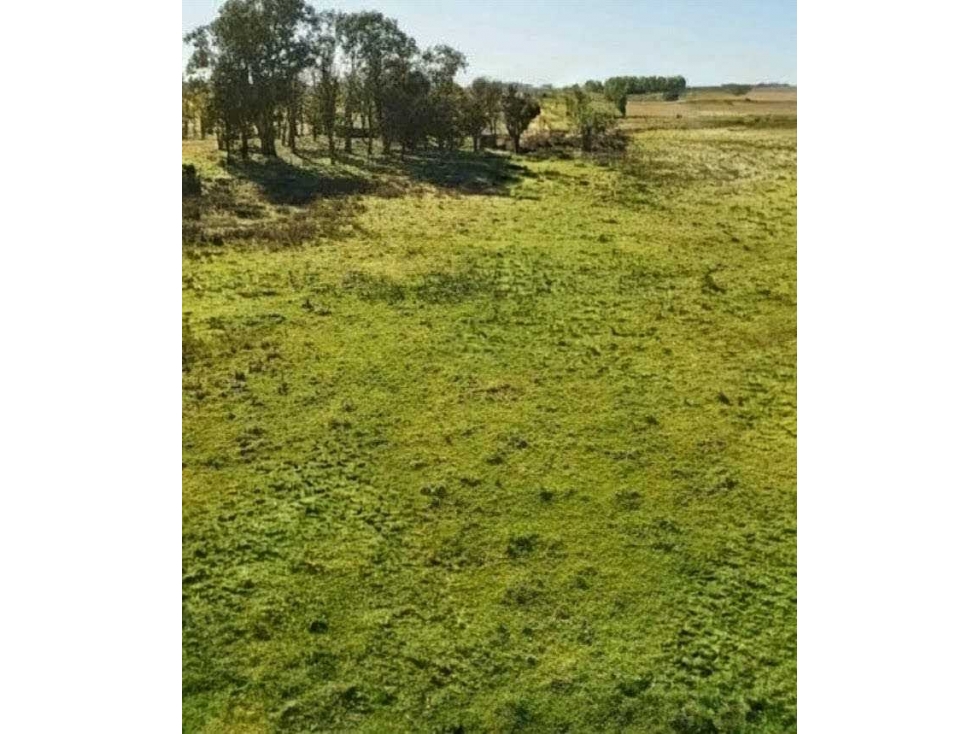 CAMPO 178 HECTAREAS, MIXTO, RAUCH, BENOS AIRES, ARGENTINA - 4