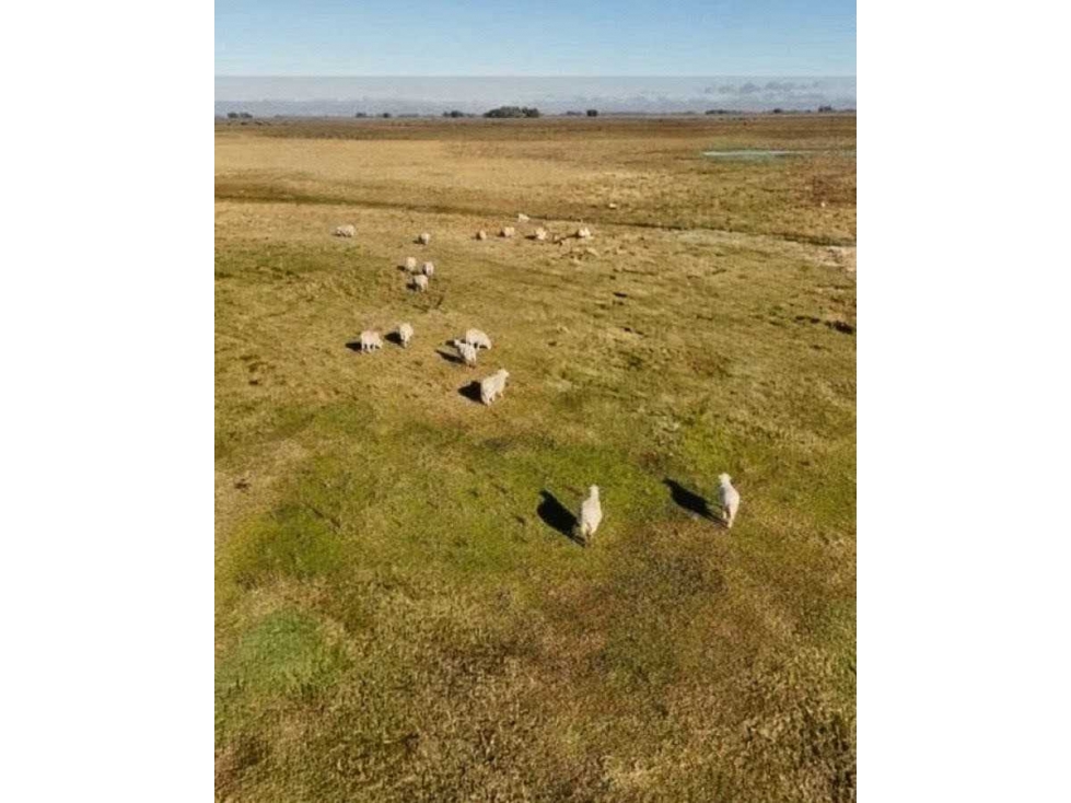 CAMPO 178 HECTAREAS, MIXTO, RAUCH, BENOS AIRES, ARGENTINA - 6