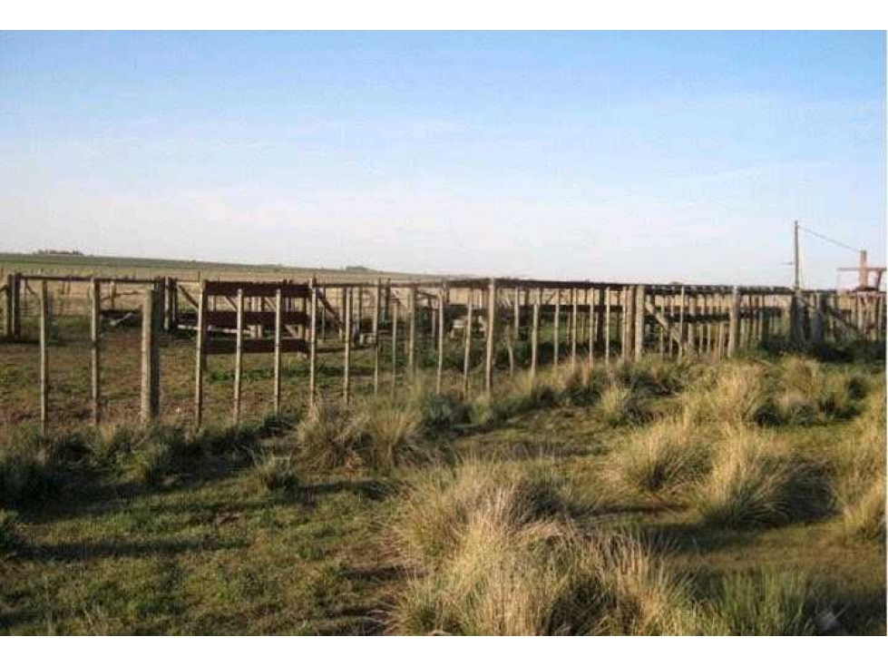 CAMPO 180 HECTAREAS GANADERO, LAS FLORES, BUENOS AIRES, ARGENTINA - 1