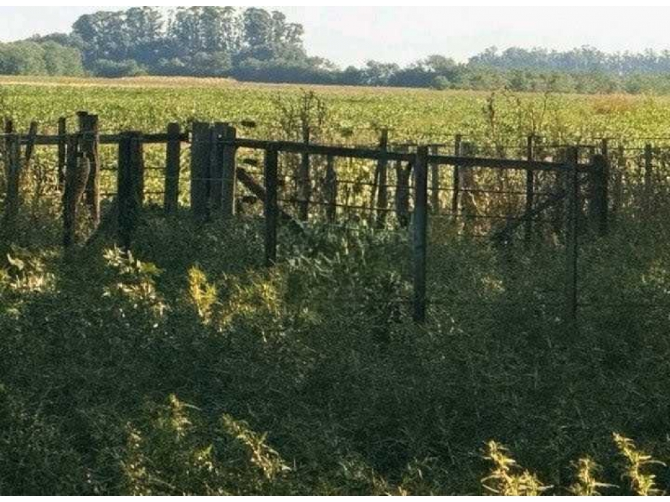CAMPO 186 HECTAREAS, MIXTO, CARLOS CASARES, BUENOS AIRES, ARGENTINA - 4