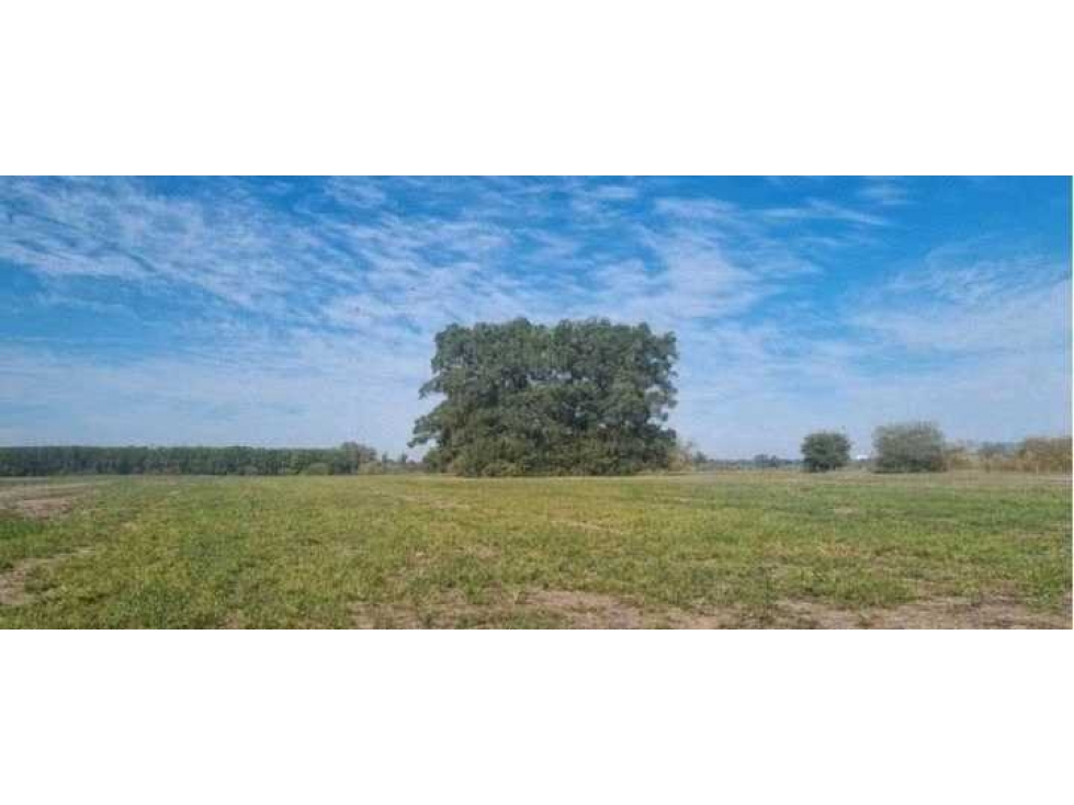 CAMPO 187 HECTAREAS, AGRICOLA, TRES ARROYOS, BUENOS AIRES, ARGENTINA - 1