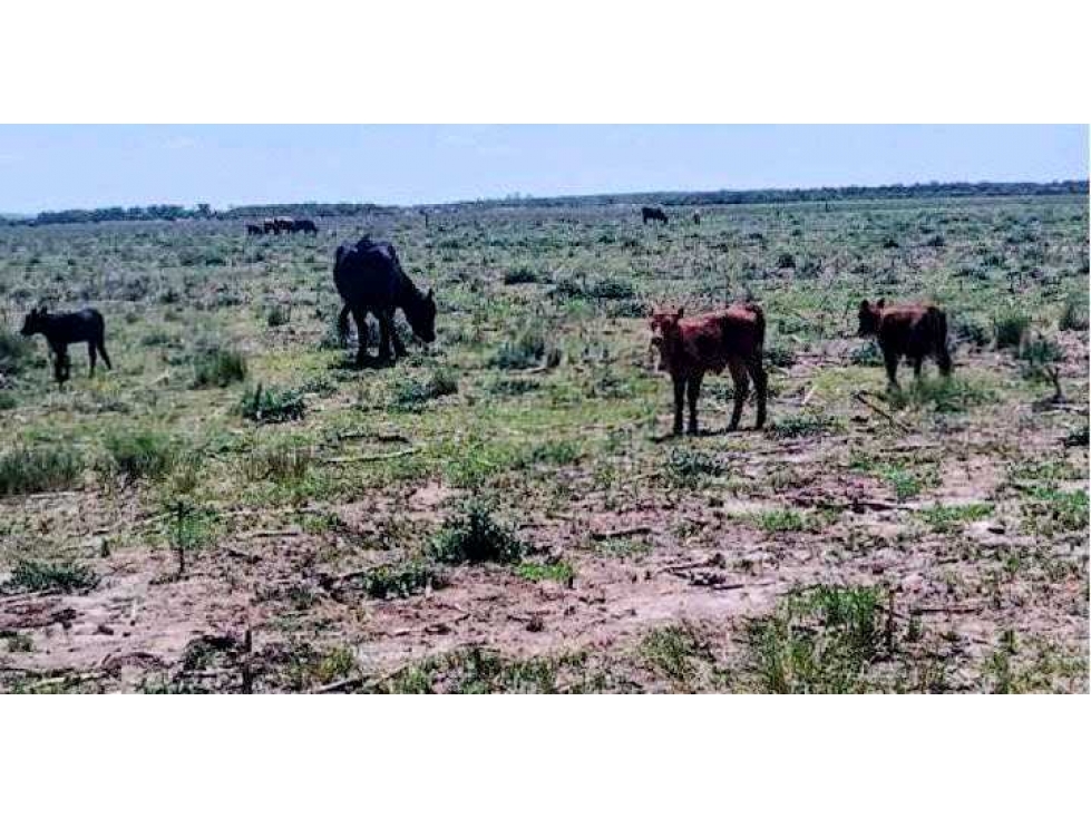 CAMPO 1900 HECTAREAS AGRICOLAS, LABOUYALE, CORDOBA, ARGENTINA - 2