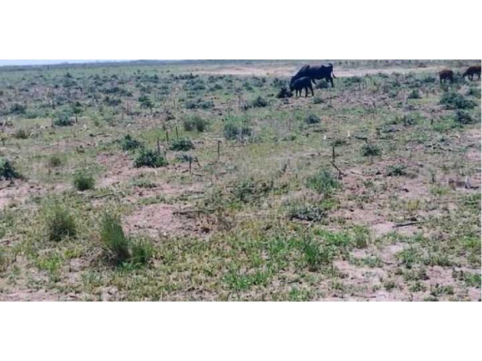CAMPO 1900 HECTAREAS AGRICOLAS, LABOUYALE, CORDOBA, ARGENTINA - 4