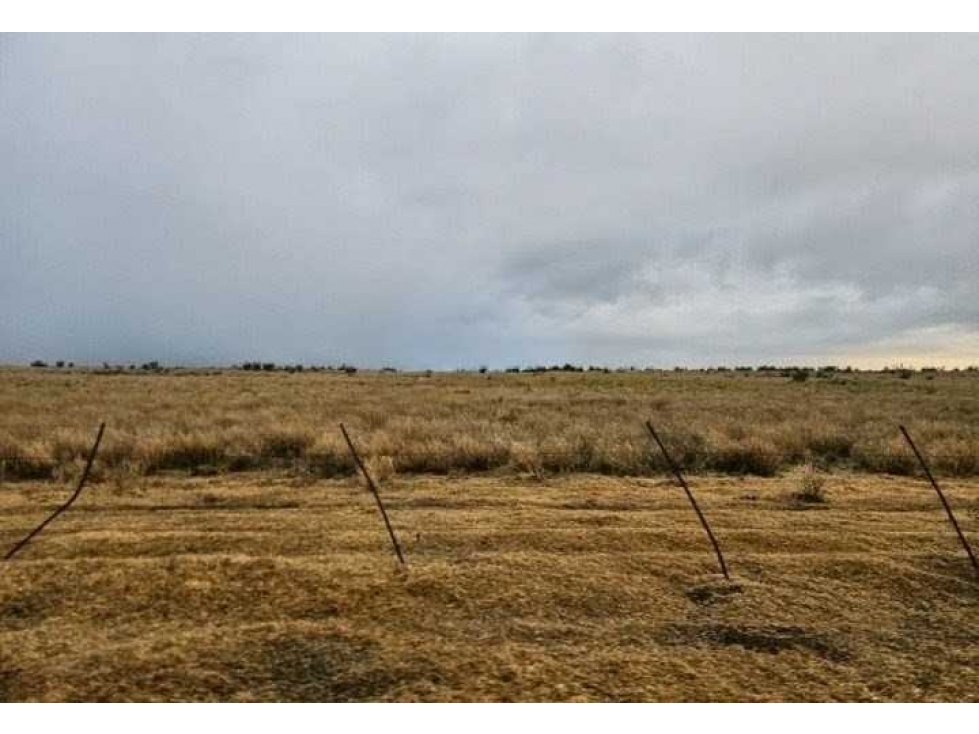 CAMPO 190 HECTAREAS, GANADERO, BAHIA BLANCA, BUENOS AIRES, ARGENTINA - 5
