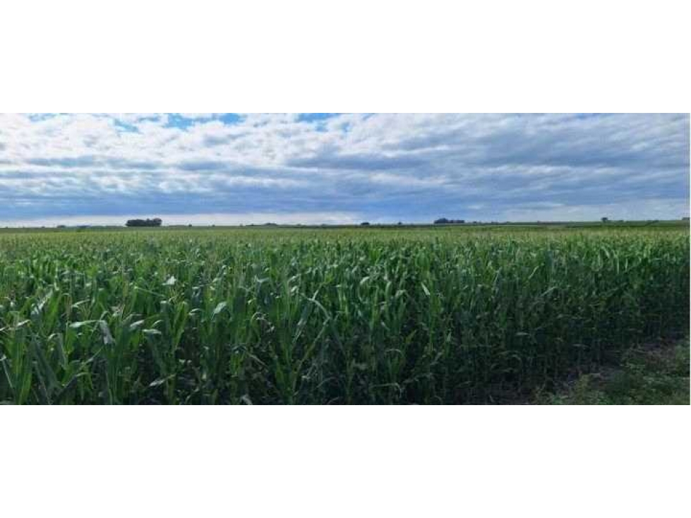 CAMPO 192 HECTAREAS, MIXTO, DAIREAUX, BUENOS AIRES, ARGENTINA - 3