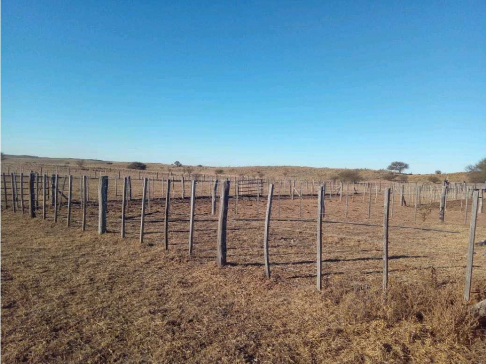 CAMPO 1784 HAS GANADERO, VILLA MERCEDES, SAN LUIS,ARGENTINA - 3