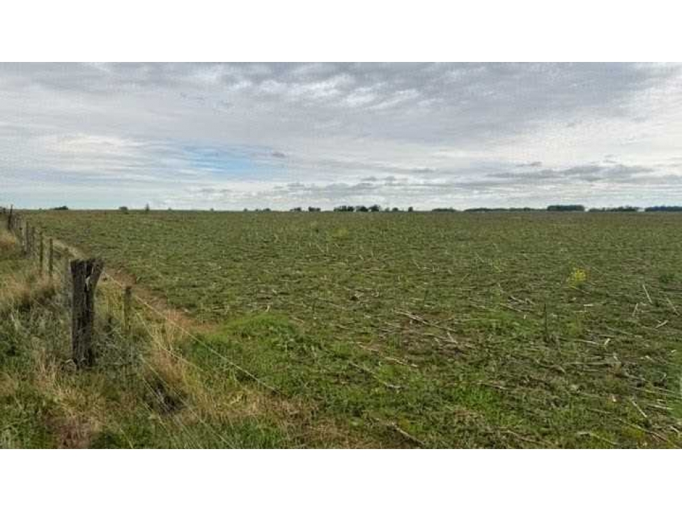 CAMPO 200 HAS, AGRICOLA, CAPITAN SARMIENTO, BUENOS AIRES, ARGENTINA - 2