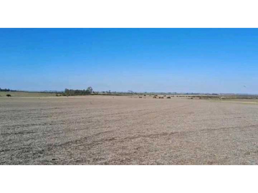 CAMPO 200 HAS AGRICOLA, GUALEGUAYCHU, ENTRE RIOS, ARGENTINA - 2