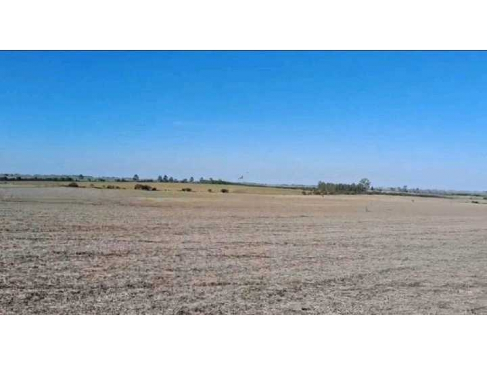 CAMPO 200 HAS AGRICOLA, GUALEGUAYCHU, ENTRE RIOS, ARGENTINA - 3