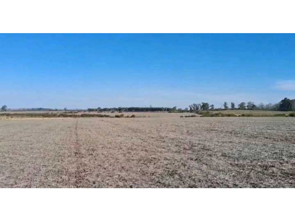 CAMPO 200 HAS AGRICOLA, GUALEGUAYCHU, ENTRE RIOS, ARGENTINA - 6