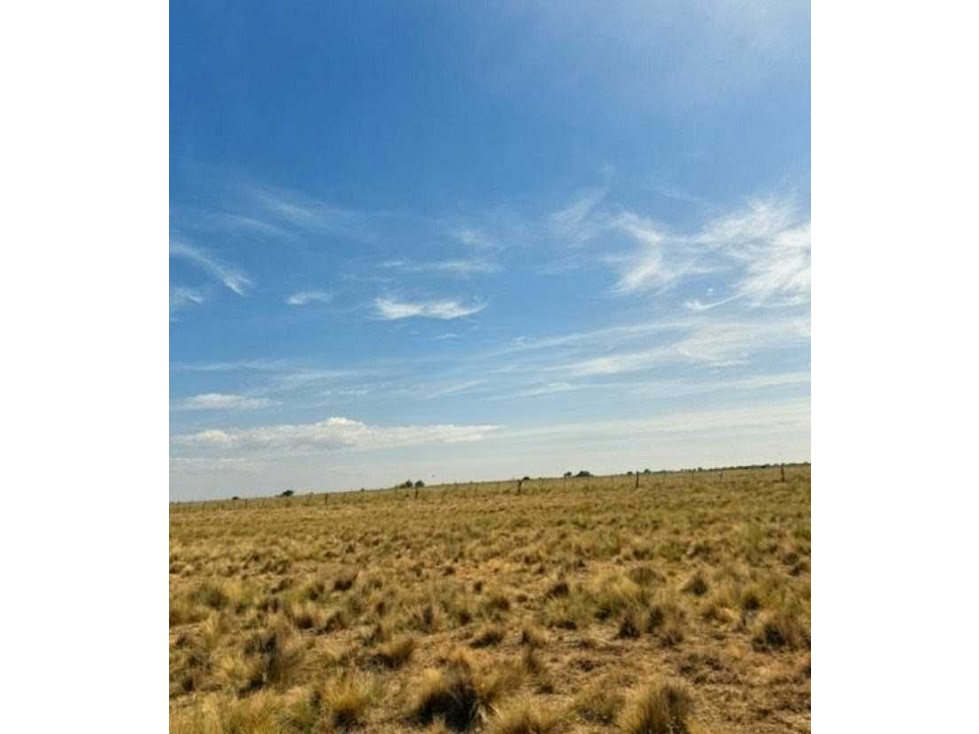 CAMPO 200 HECTAREAS, GANADERO, VILLA IRIS, BUENOS AIRES, ARGENTINA - 2