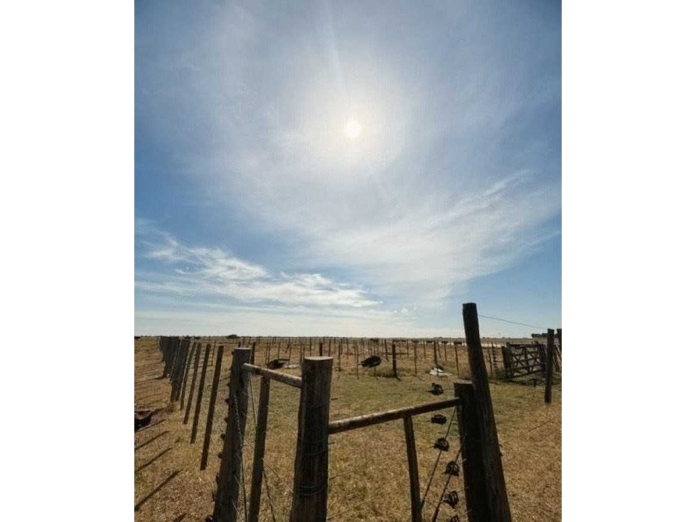 CAMPO 200 HECTAREAS, GANADERO, VILLA IRIS, BUENOS AIRES, ARGENTINA - 3