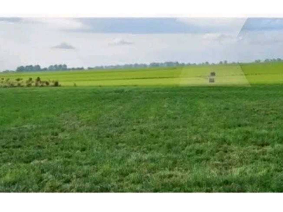 CAMPO 20 HECTARESS, AGRICOLA, PERGAMINO, BUENOS AIRES, ARGENTINA - 2