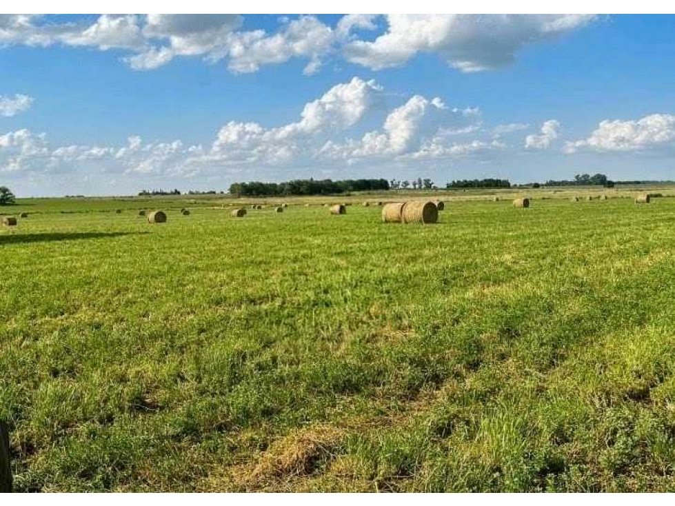 CAMPO 20 HECTARESS, AGRICOLA, PERGAMINO, BUENOS AIRES, ARGENTINA - 3