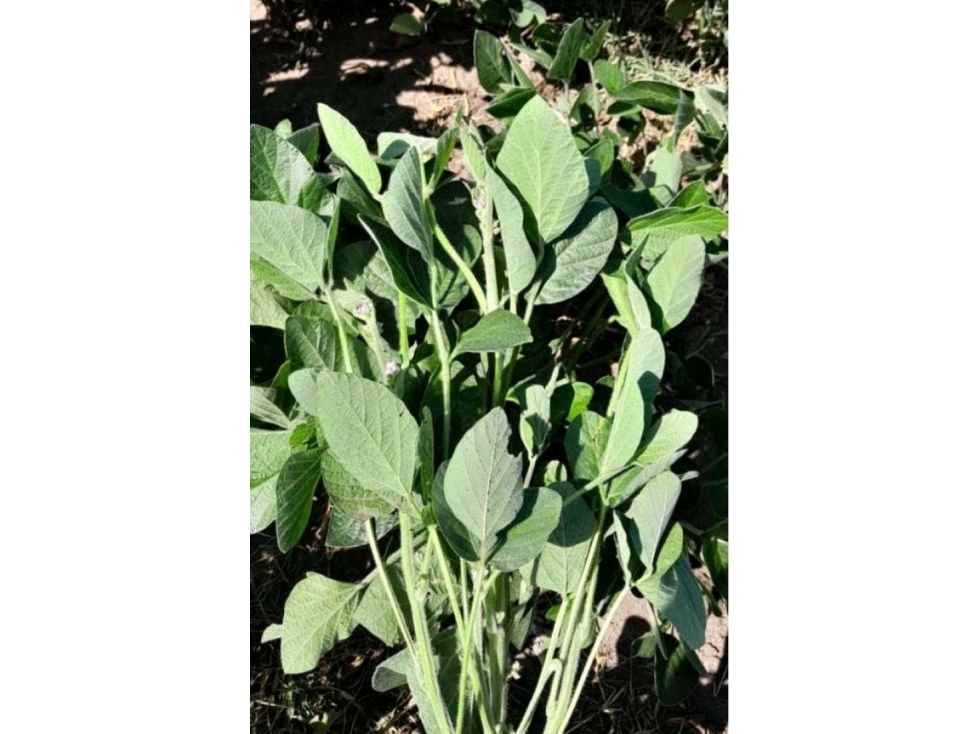 CAMPO 210 HAS,AGRICOLA, GENERAL VIAMONTE, BUENOS AIRES, ARGENTINA - 2