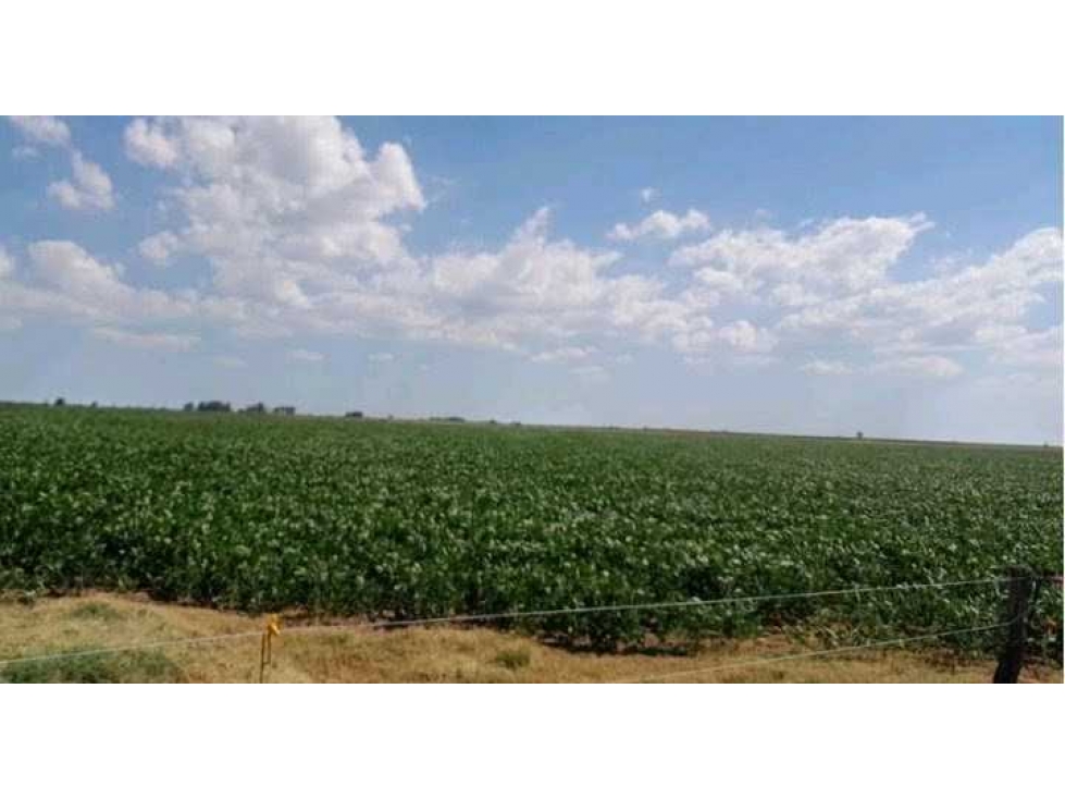 CAMPO 210 HAS,AGRICOLA, GENERAL VIAMONTE, BUENOS AIRES, ARGENTINA - 4