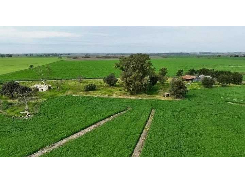 CAMPO 211 HECTAREAS, AGRICOLA, ARRECIFES, BUENOS AIRES, ARGENTINA - 1