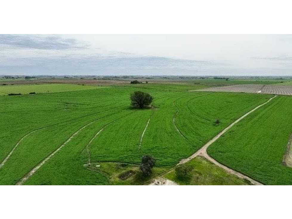 CAMPO 211 HECTAREAS, AGRICOLA, ARRECIFES, BUENOS AIRES, ARGENTINA - 2