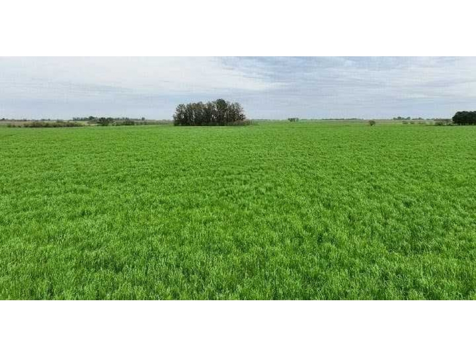 CAMPO 211 HECTAREAS, AGRICOLA, ARRECIFES, BUENOS AIRES, ARGENTINA - 3