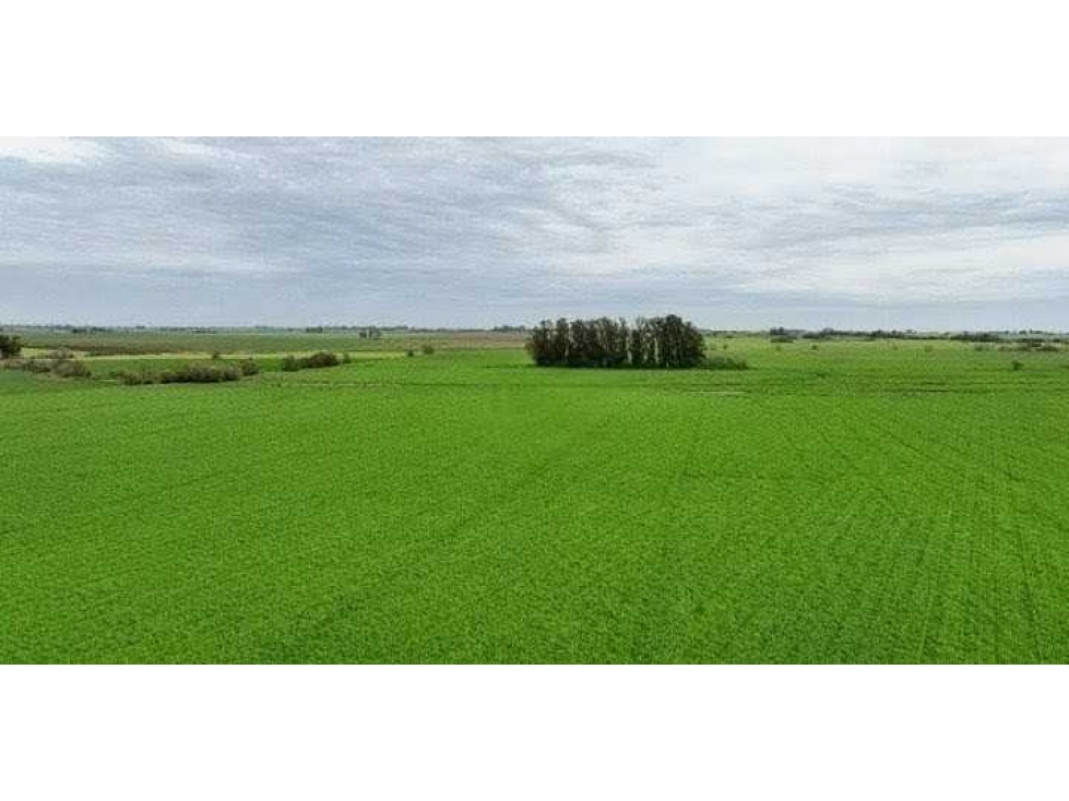 CAMPO 211 HECTAREAS, AGRICOLA, ARRECIFES, BUENOS AIRES, ARGENTINA - 4