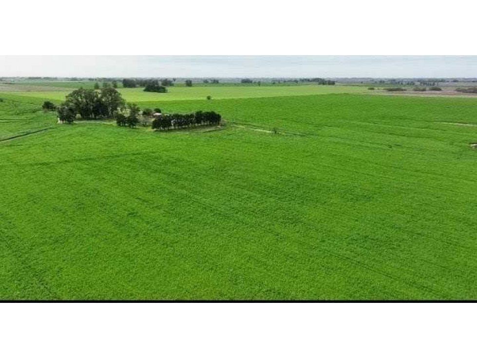 CAMPO 211 HECTAREAS, AGRICOLA, ARRECIFES, BUENOS AIRES, ARGENTINA - 5