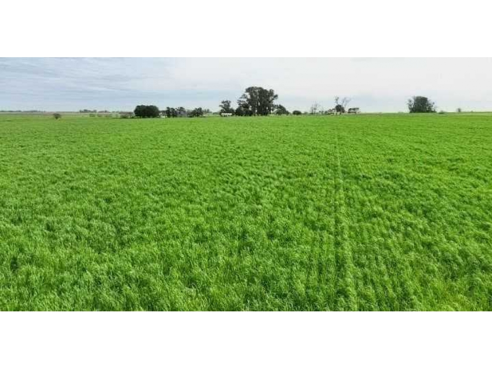 CAMPO 211 HECTAREAS, AGRICOLA, ARRECIFES, BUENOS AIRES, ARGENTINA - 6