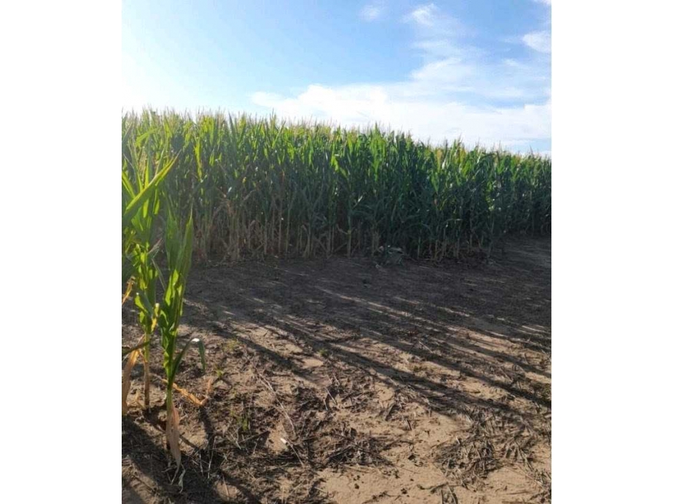 CAMPO 2200 HECTAREAS,AGRICOLA,LABOULAYE, CORDOBA, ARGENTINA - 2