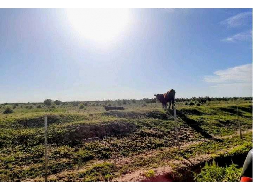 CAMPO 2200 HECTAREAS,AGRICOLA,LABOULAYE, CORDOBA, ARGENTINA - 3