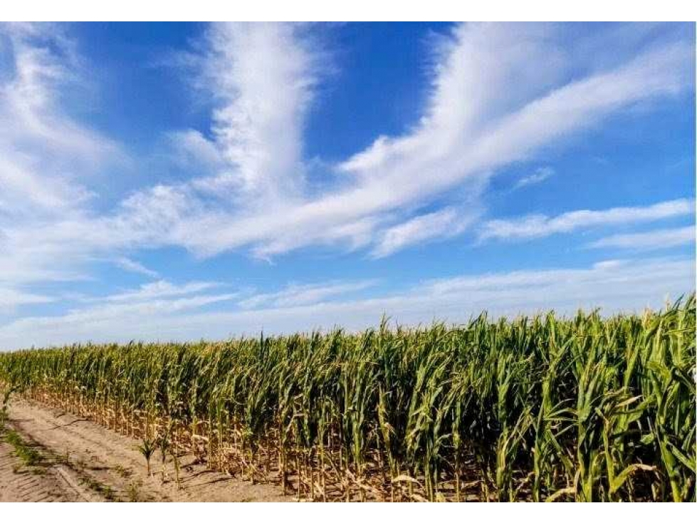 CAMPO 2200 HECTAREAS,AGRICOLA,LABOULAYE, CORDOBA, ARGENTINA - 4