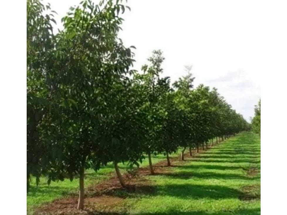 CAMPO 220 HECTAREAS, AGRICOLA, MAR DEL PLATA, BUENOS AIRES, ARGENTINA