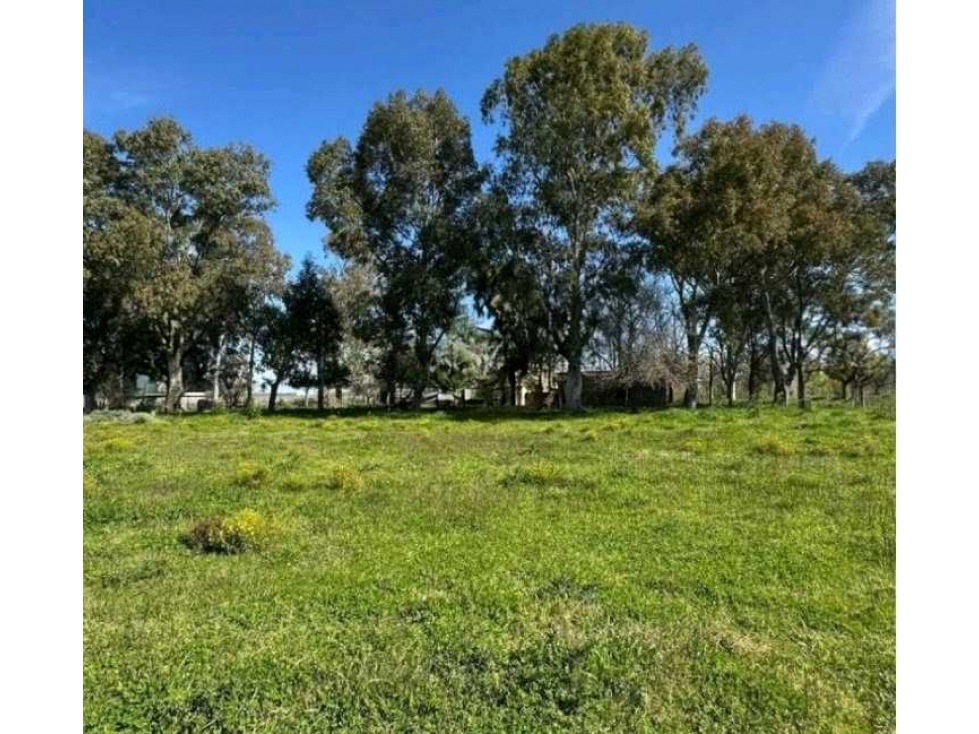 CAMPO 220 HECTAREAS, GANADERO, BRANDSEN, BUENOS AIRES, ARGENTINA - 1
