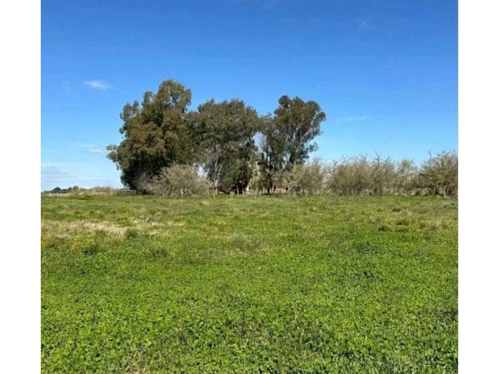 CAMPO 220 HECTAREAS, GANADERO, BRANDSEN, BUENOS AIRES, ARGENTINA - 2