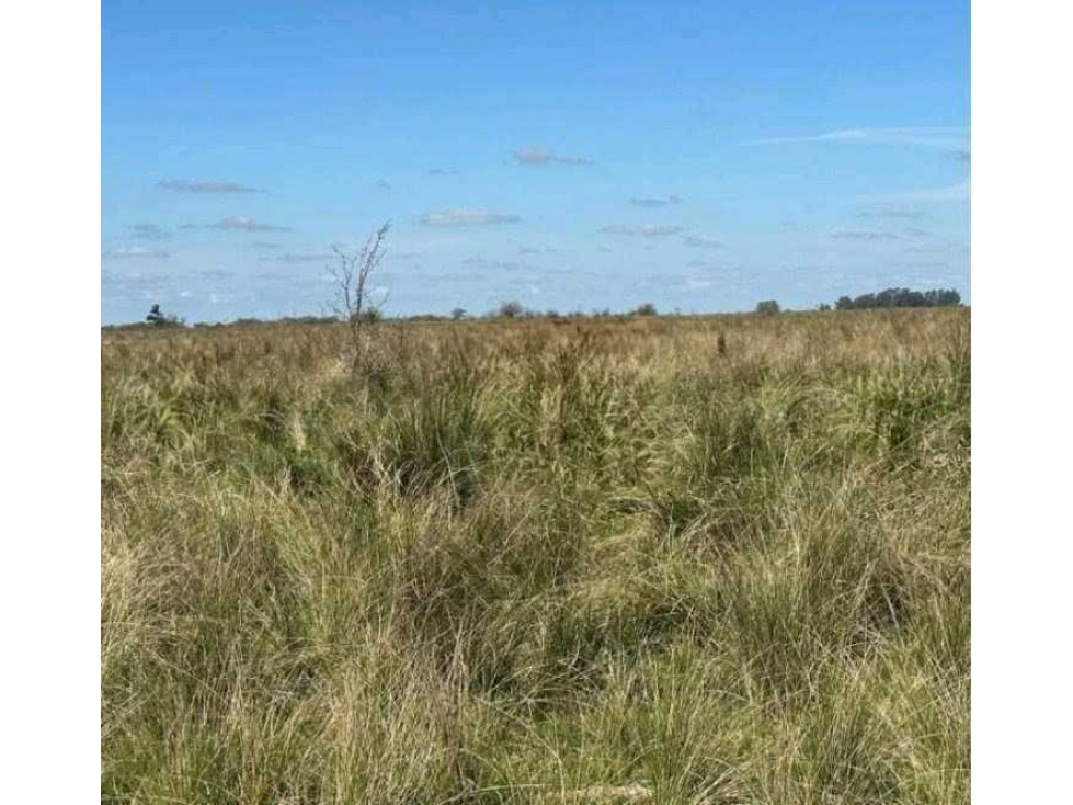 CAMPO 220 HECTAREAS, GANADERO, BRANDSEN, BUENOS AIRES, ARGENTINA - 3