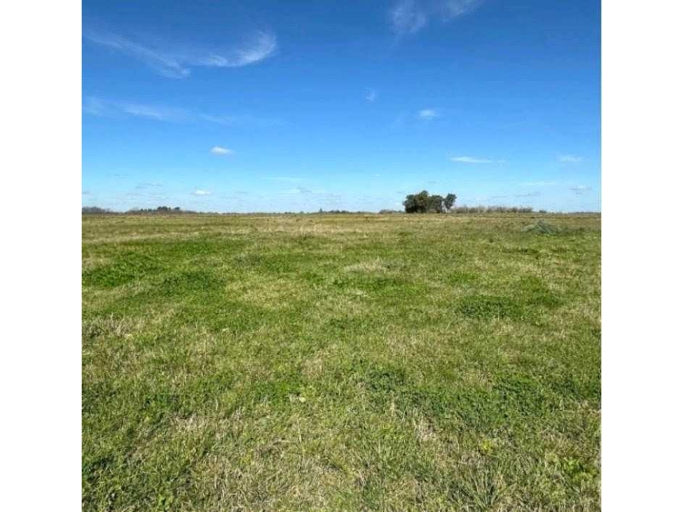 CAMPO 220 HECTAREAS, GANADERO, BRANDSEN, BUENOS AIRES, ARGENTINA - 4