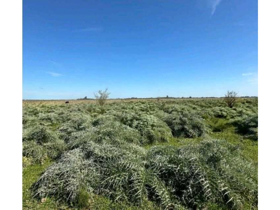 CAMPO 220 HECTAREAS, GANADERO, BRANDSEN, BUENOS AIRES, ARGENTINA - 5